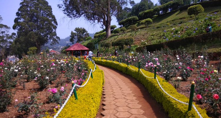 ooty-rose-garden-india