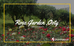 Read more about the article Government Rose Garden, Ooty, India